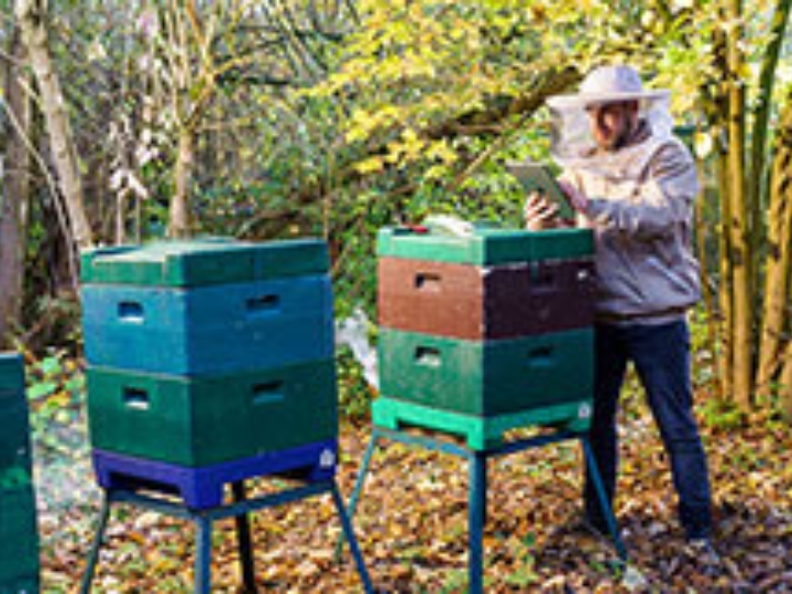 Ein Imker arbeitet in einem Wald an Bienenstöcken