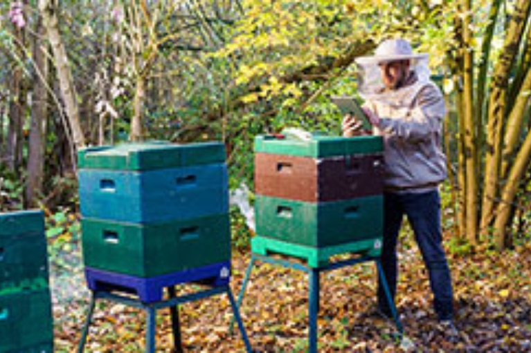 Ein Imker arbeitet in einem Wald an Bienenstöcken