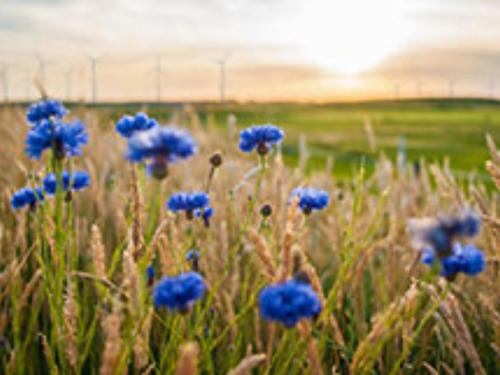 Blaue Wildblumen auf einem Feld mit Windrädern im Hintergrund.