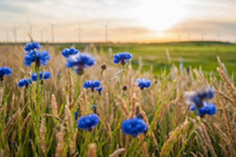 Blaue Wildblumen auf einem Feld mit Windrädern im Hintergrund.