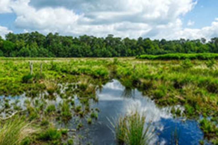 Feuchtgebiet mit Wasserflächen, Wiesen und bewölktem Himmel.