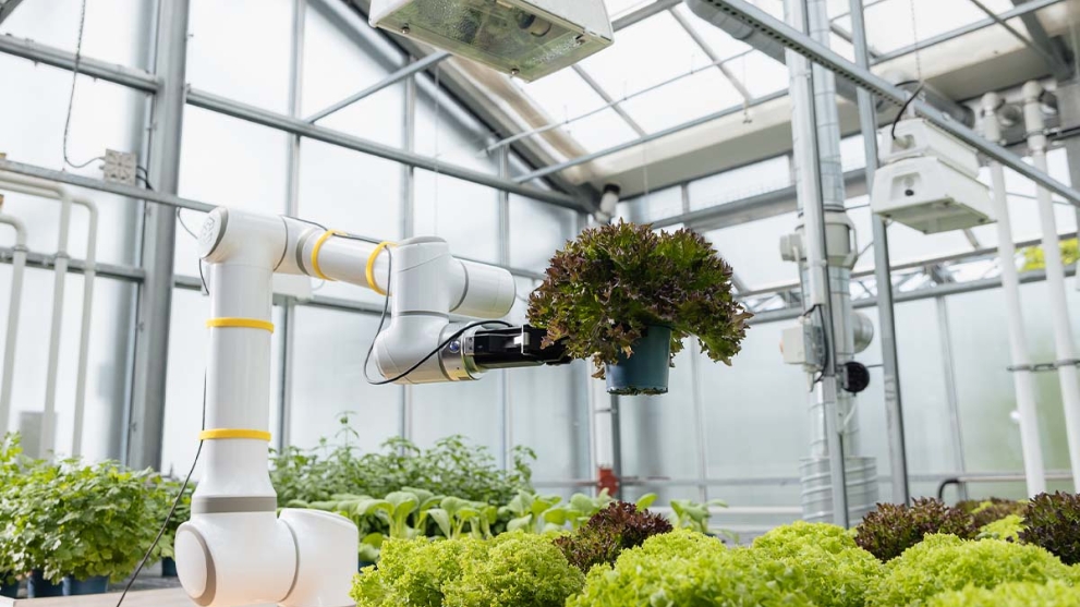 In einem Gewächshaus pflanzt ein Roboterarm Salat.
